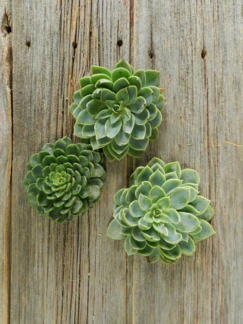 3-4.2DIAMETER ASSORTED CUT ECHEVERIA  SUCCULENTS